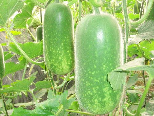 51朝阳吃瓜 吃瓜网每日大赛,每日大赛精彩回顾，揭秘吃瓜界的风云变幻